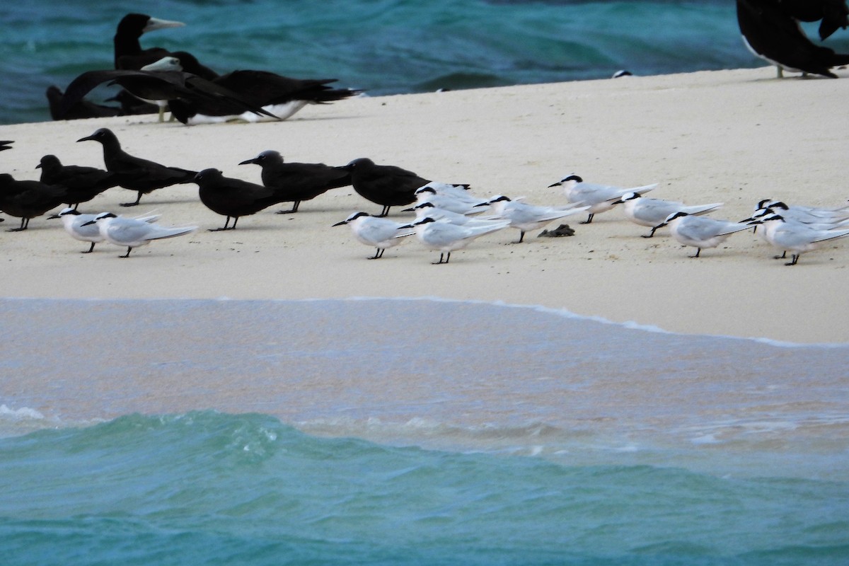 Black-naped Tern - Leonie Beaulieu