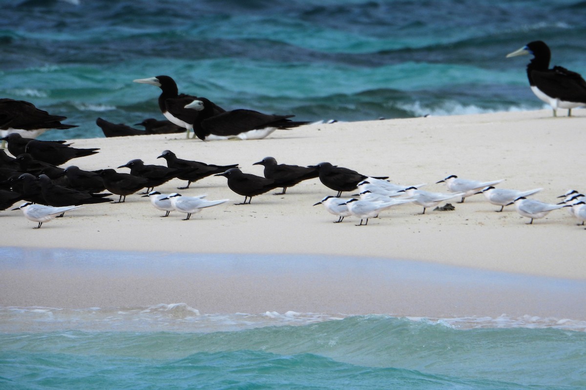 Black-naped Tern - Leonie Beaulieu