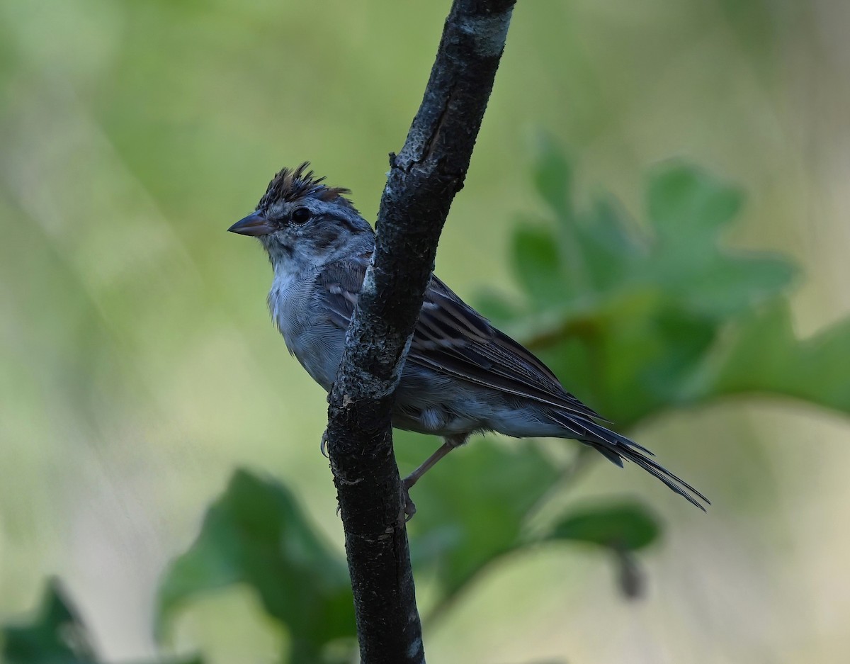 Chipping Sparrow - ML605410601