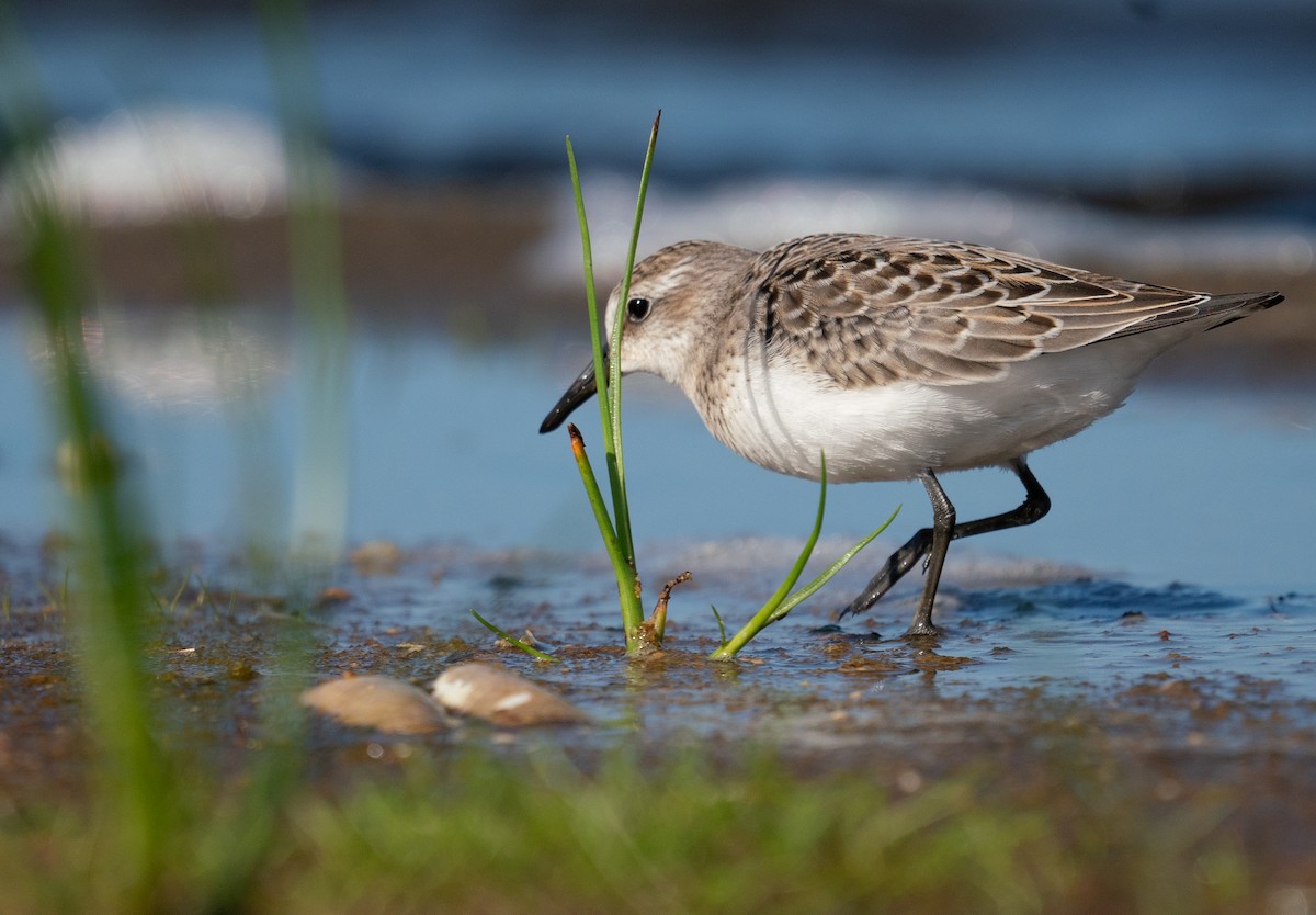 Semipalmated Sandpiper - ML605410901