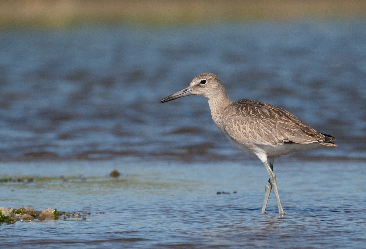 Willet - nick landers