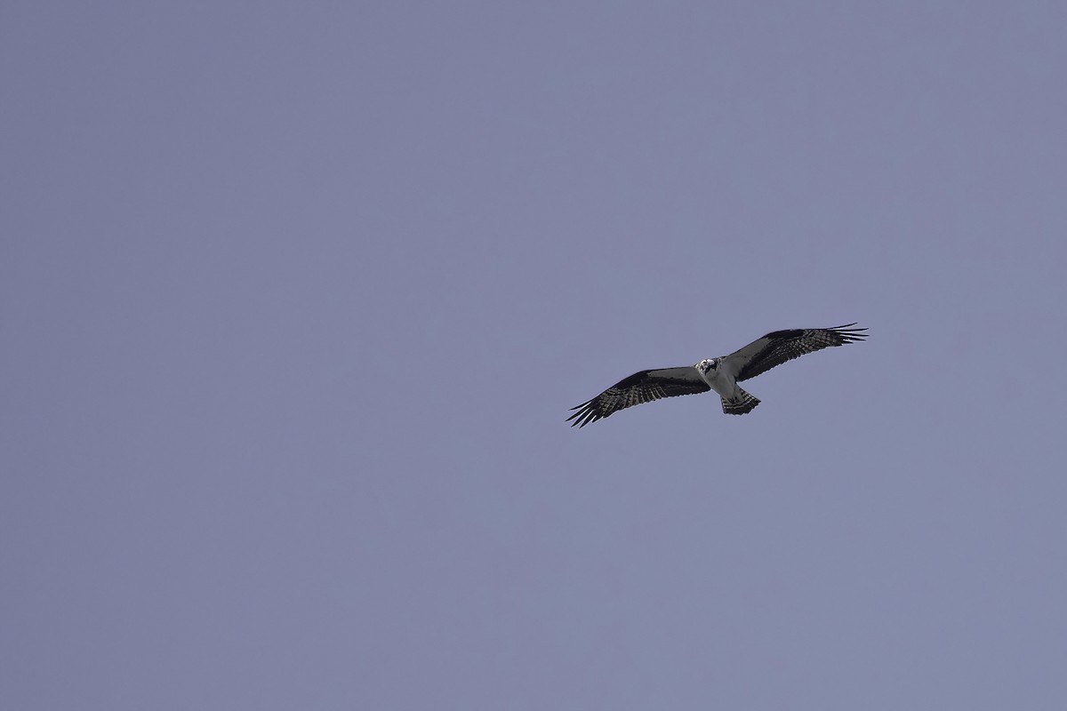 Águila Pescadora - ML605411811