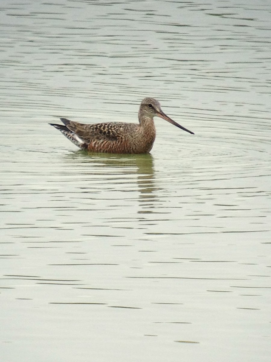 Hudsonian Godwit - ML605412431