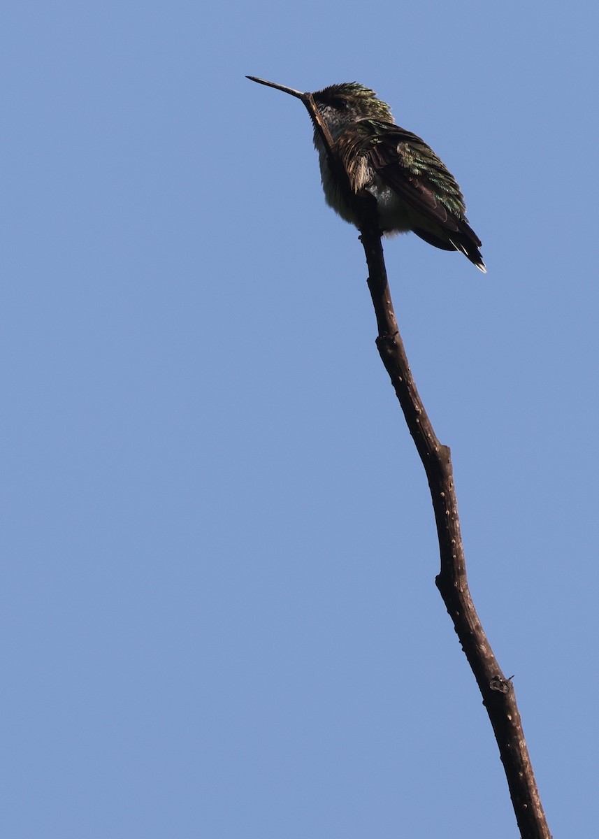 Yakut Boğazlı Kolibri - ML605413391