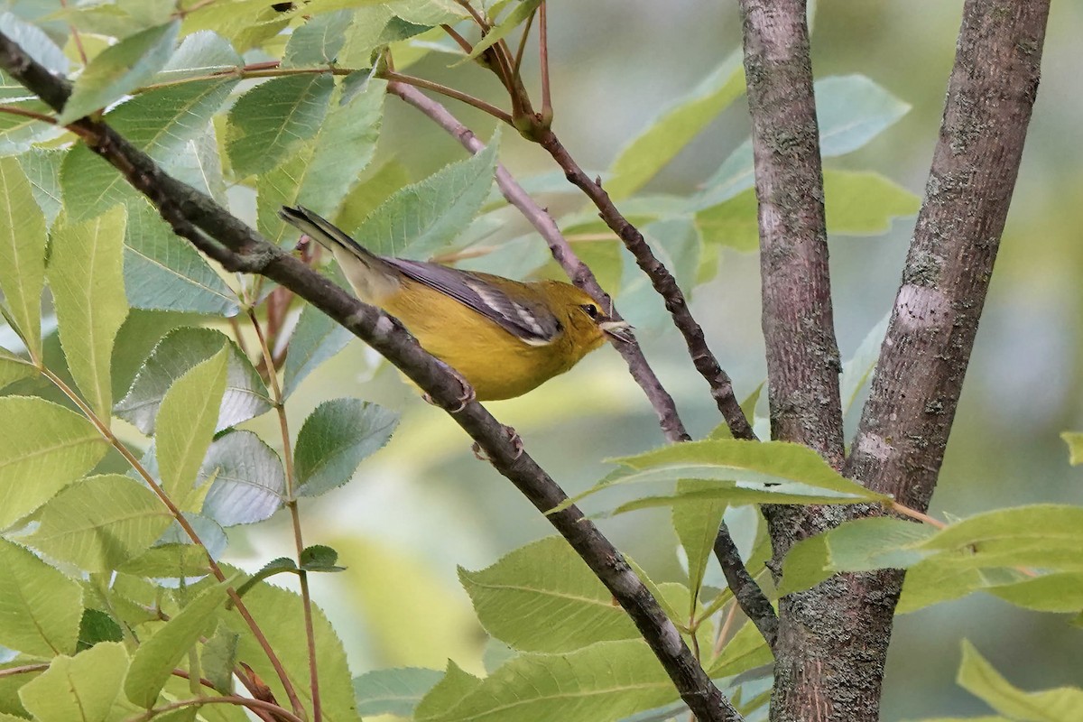 Blue-winged Warbler - ML605413921