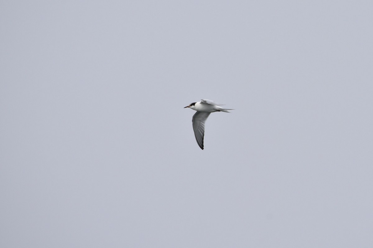 Common Tern - Cedrik von Briel