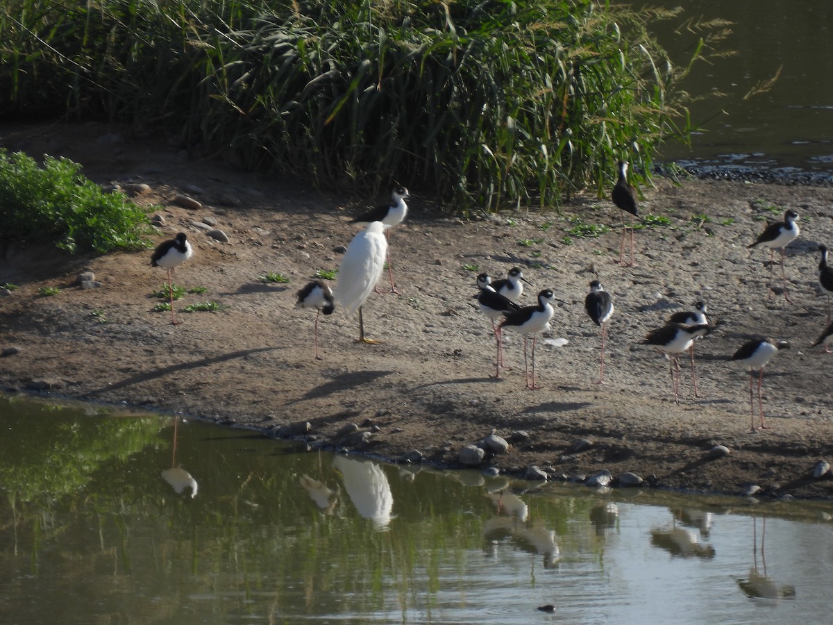 Snowy Egret - ML605415251