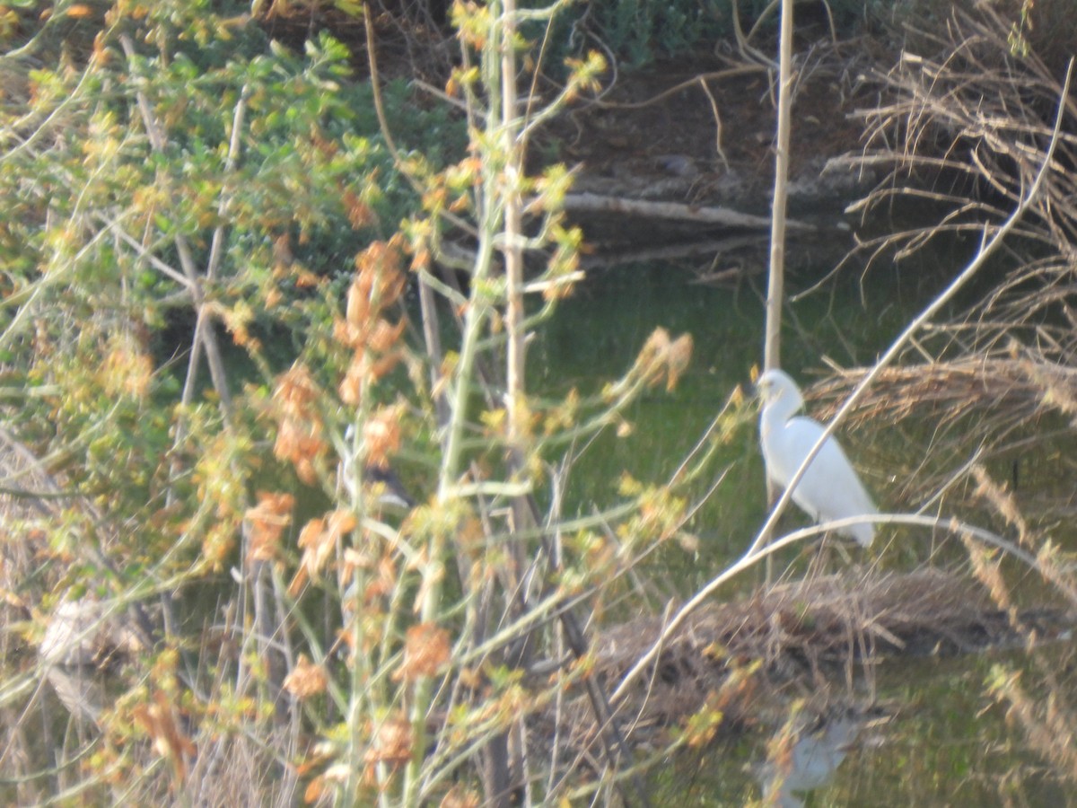 Snowy Egret - ML605415261