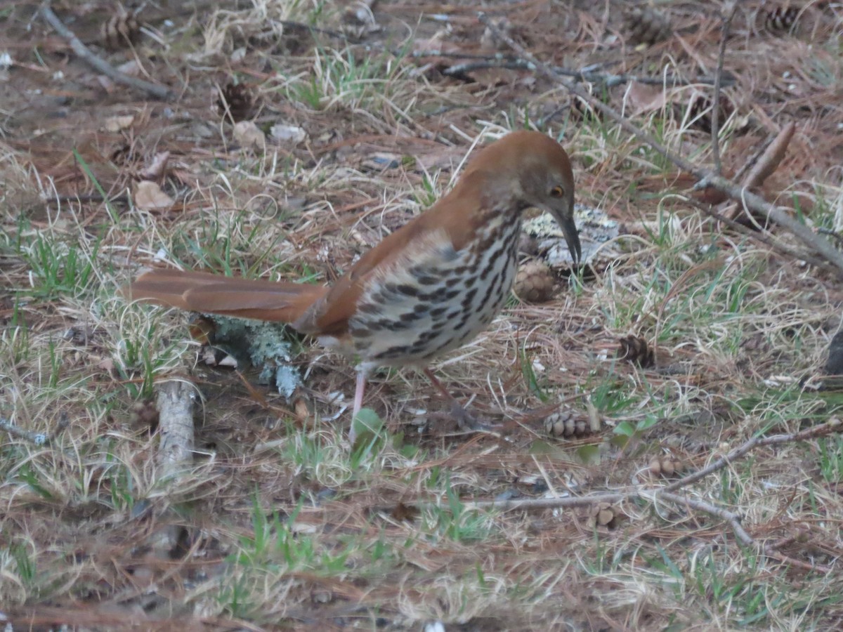 Brown Thrasher - ML605415641