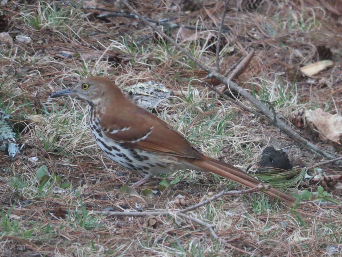 Brown Thrasher - ML605415651