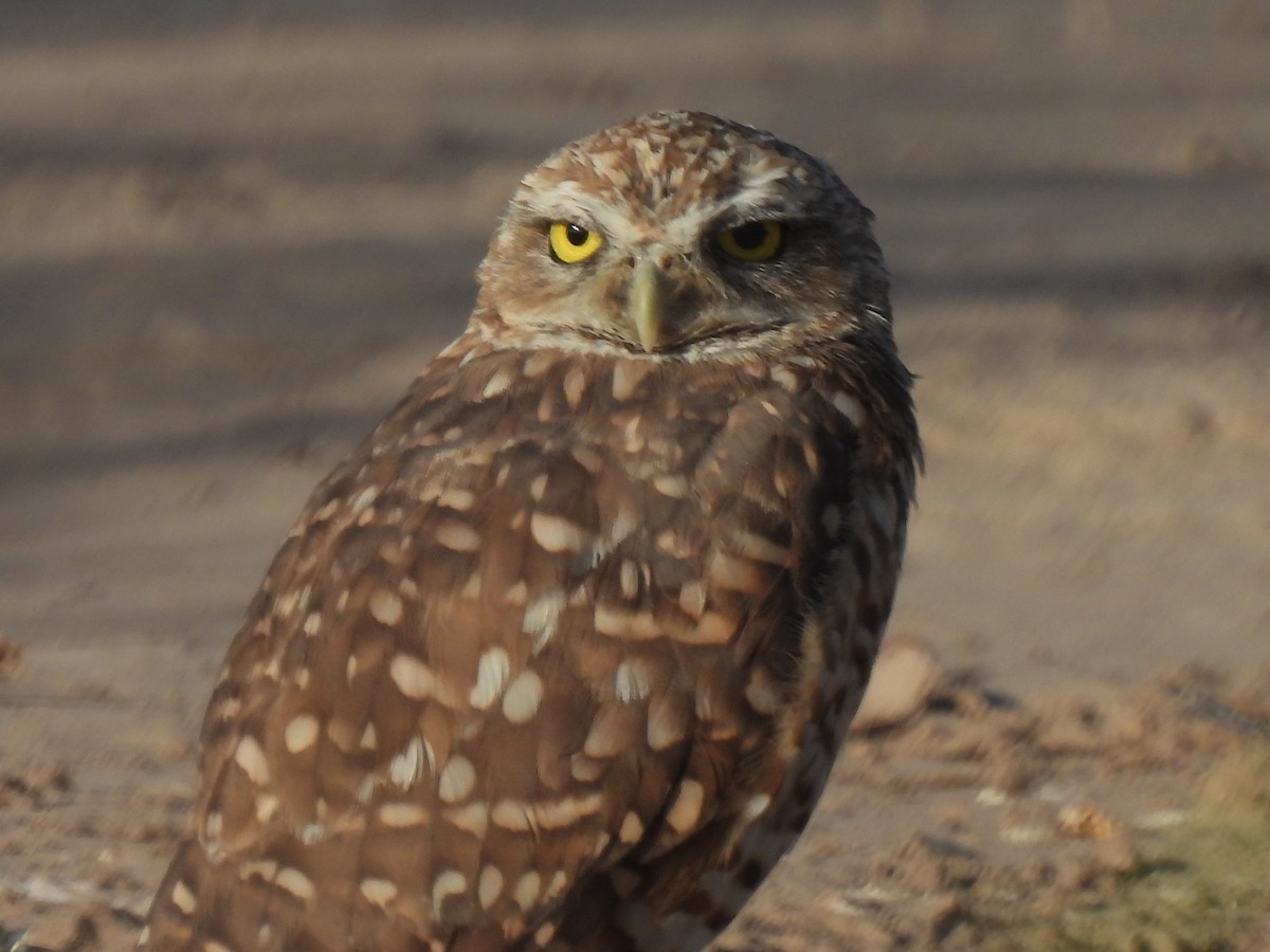 Burrowing Owl - Francisco Valdes