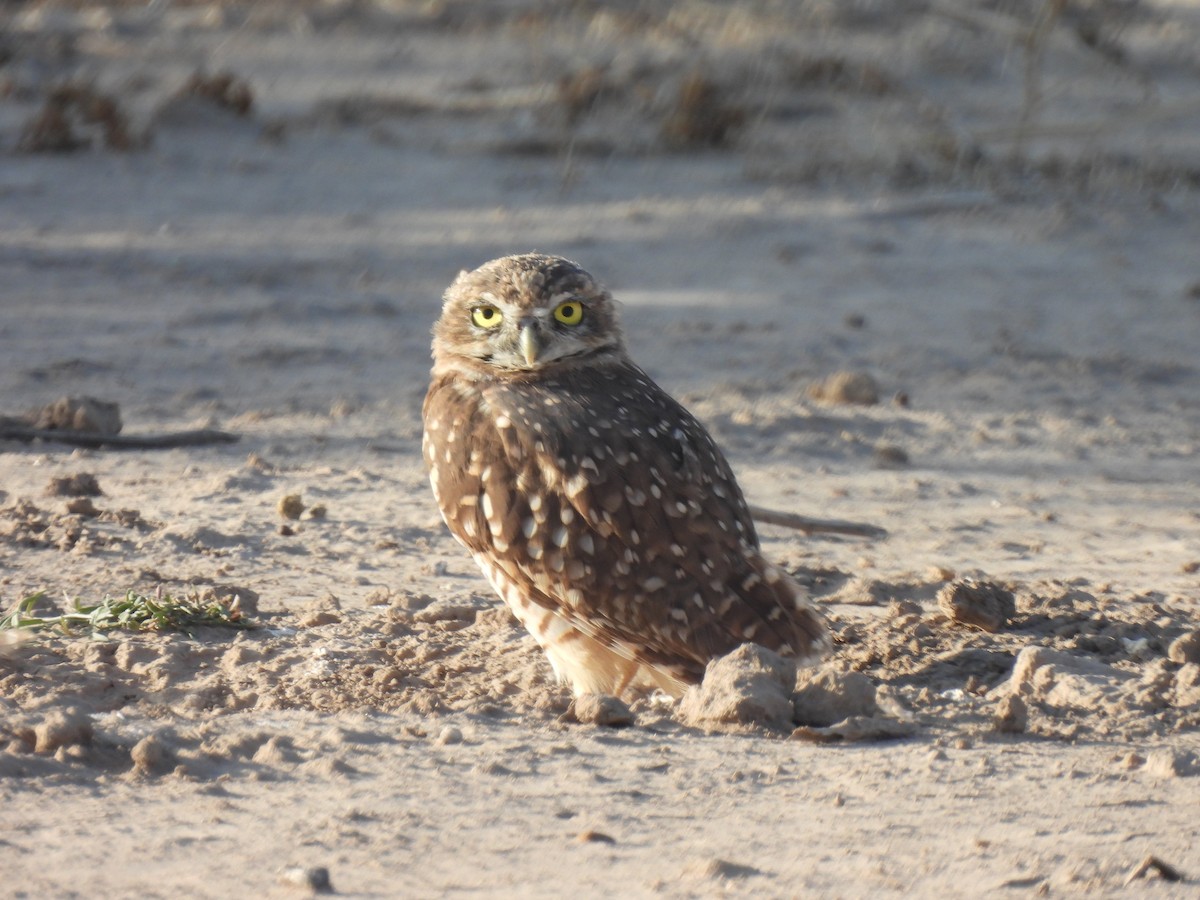 Burrowing Owl - Francisco Valdes