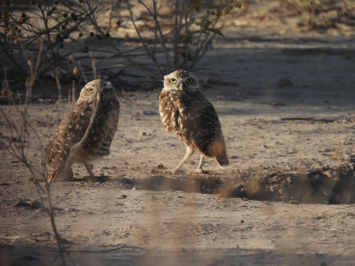 Burrowing Owl - ML605415731