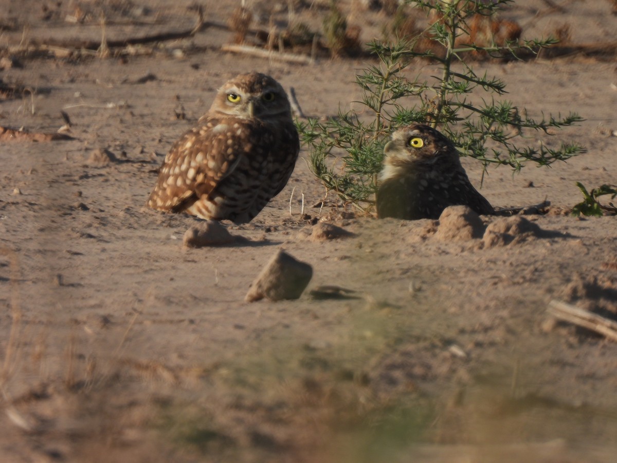 Burrowing Owl - ML605415751