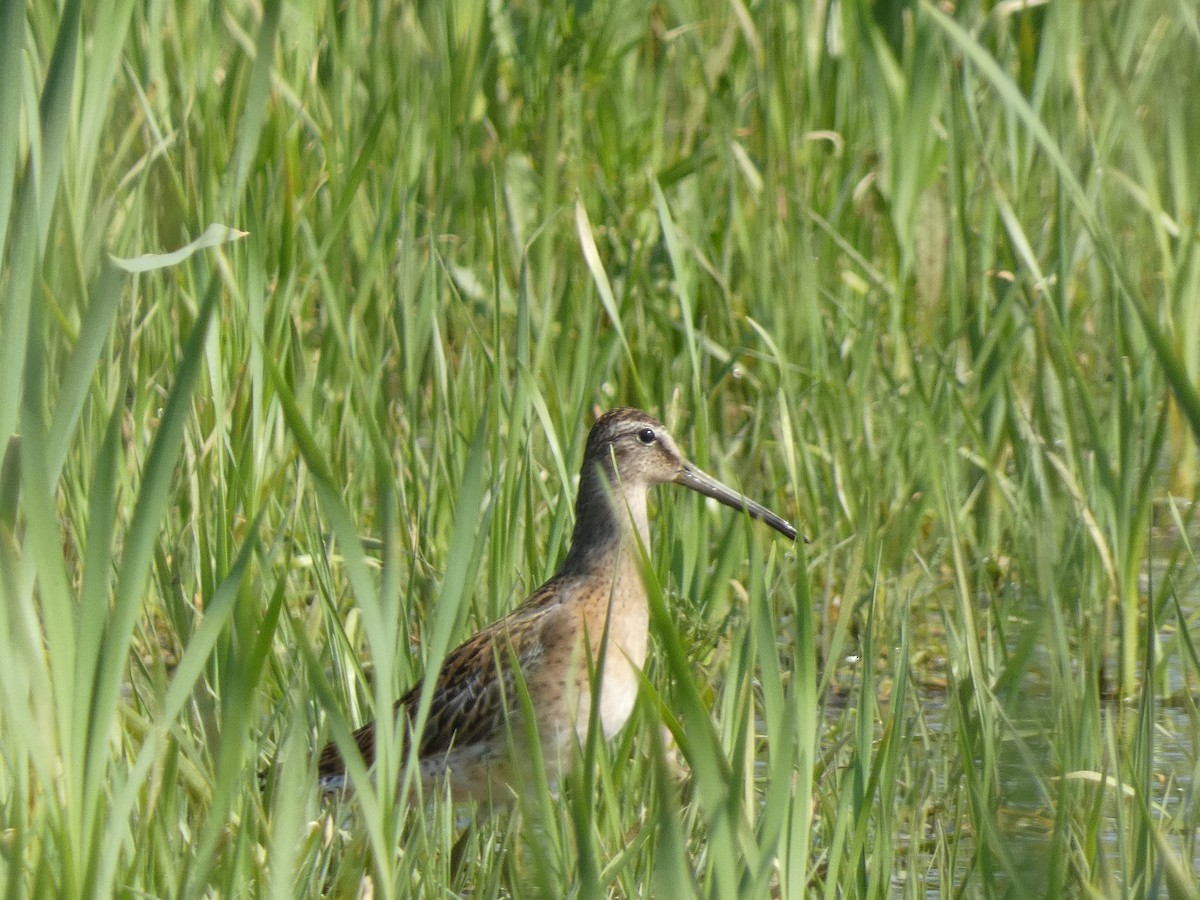 Short-billed Dowitcher - William Buswell