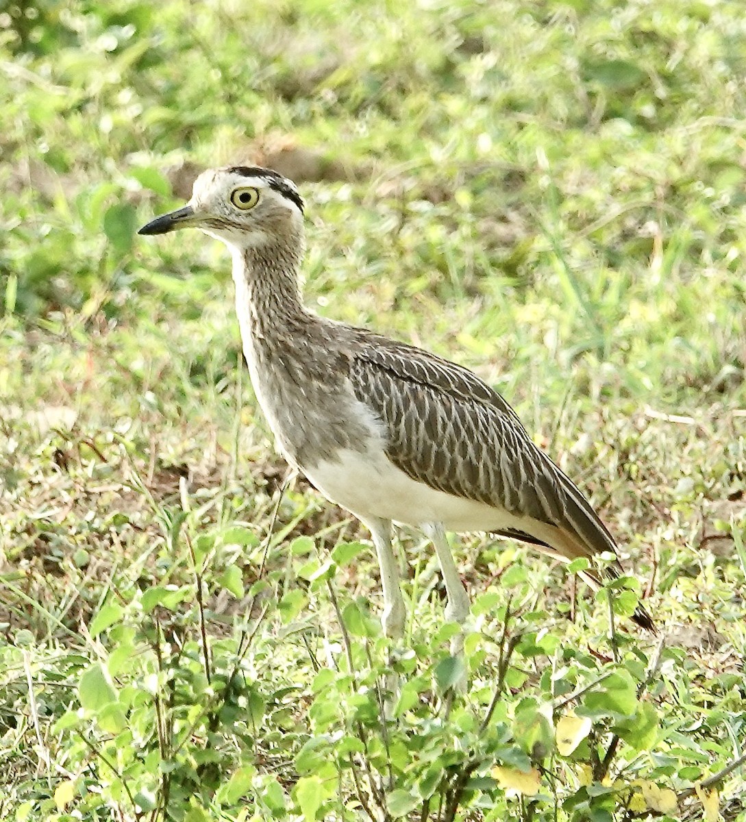 Double-striped Thick-knee - ML605417291