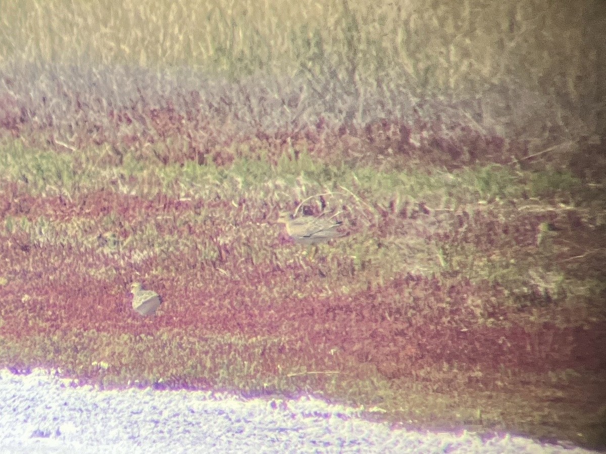 Buff-breasted Sandpiper - Harrison Hepding