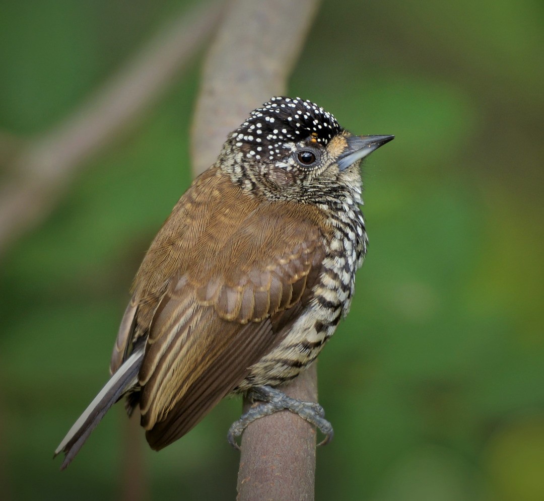 White-barred Piculet - ML605417821