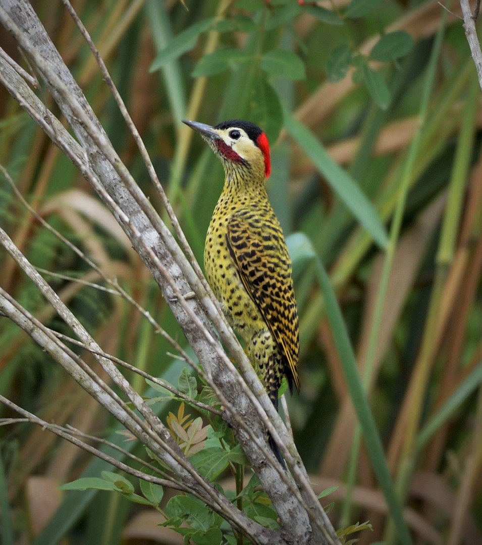 Green-barred Woodpecker - ML605417901