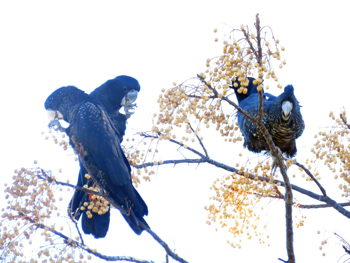 Red-tailed Black-Cockatoo - ML605417951