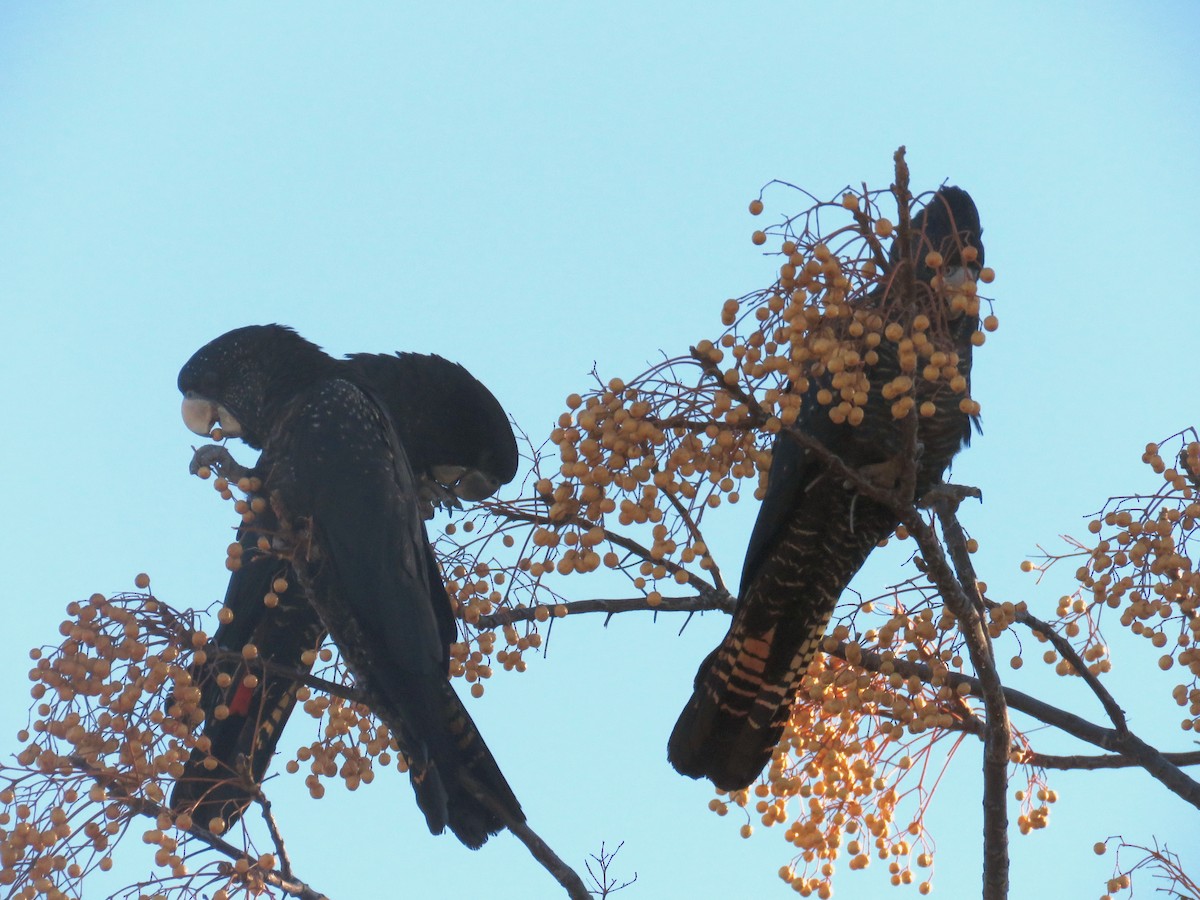 Red-tailed Black-Cockatoo - ML605418011