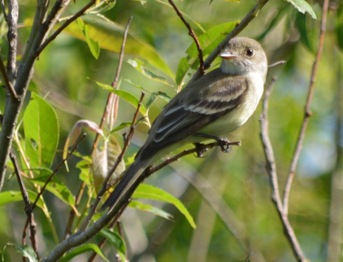 Willow Flycatcher - Micky Komara