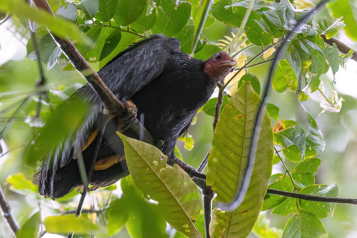 Vanuatu Megapode - ML605418911