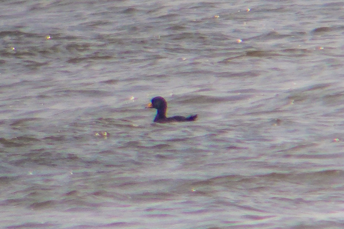 Black Scoter - ML605419661