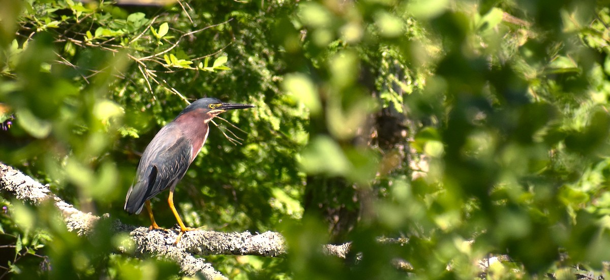 Green Heron - ML605419931