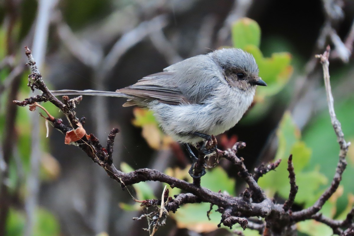 Bushtit - ML605420551