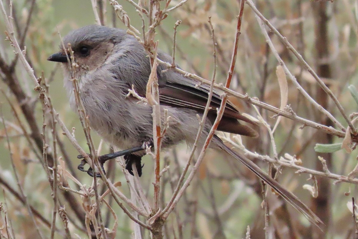 Bushtit - ML605421041