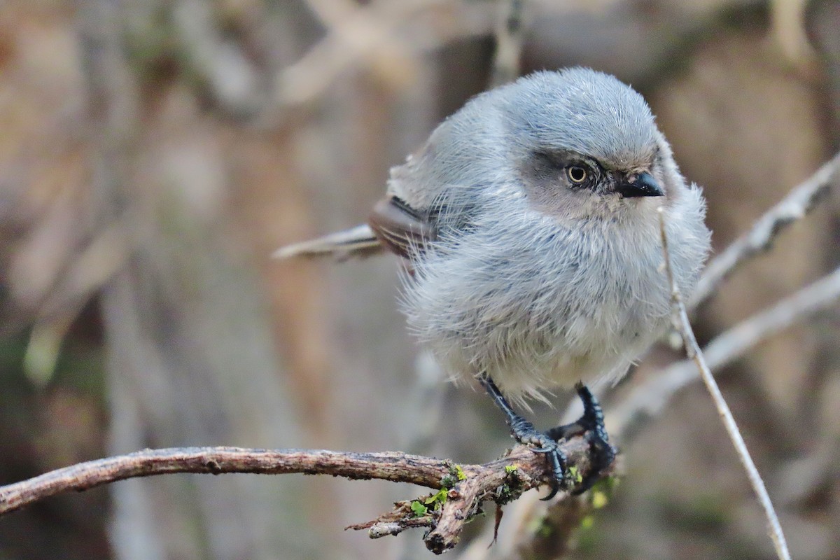 Bushtit - ML605421071