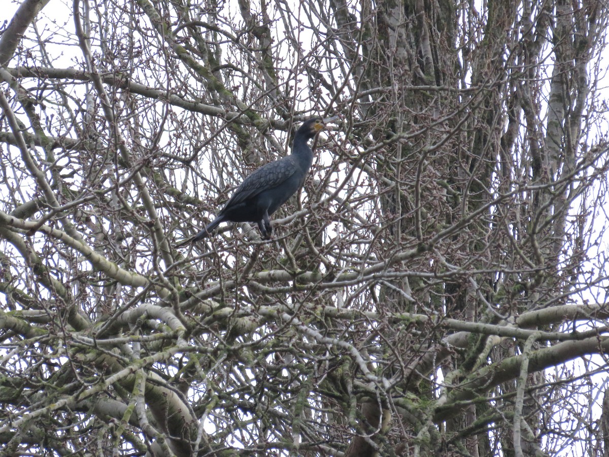 Kormoran - ML605421351