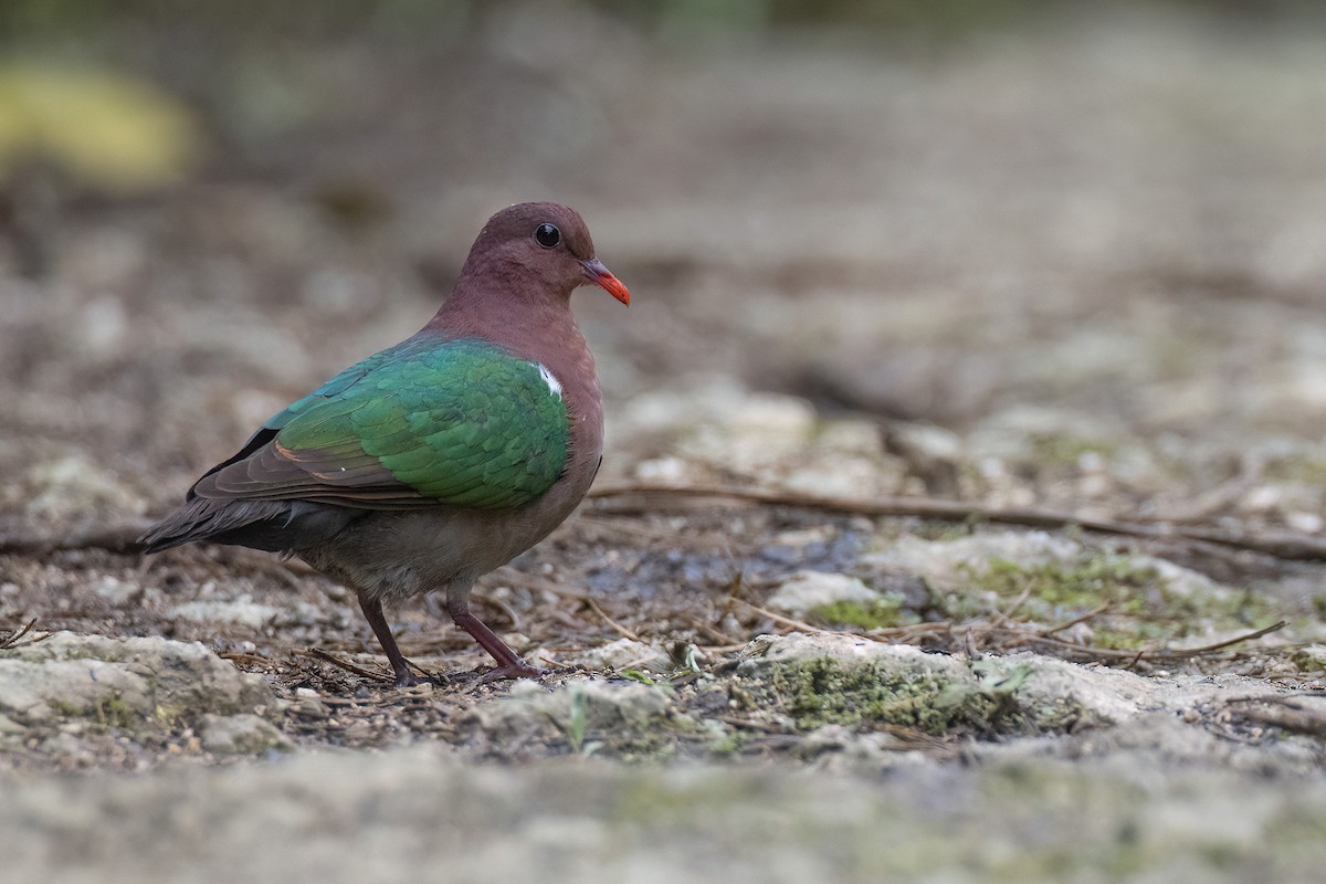 Pacific Emerald Dove - Chris Venetz | Ornis Birding Expeditions