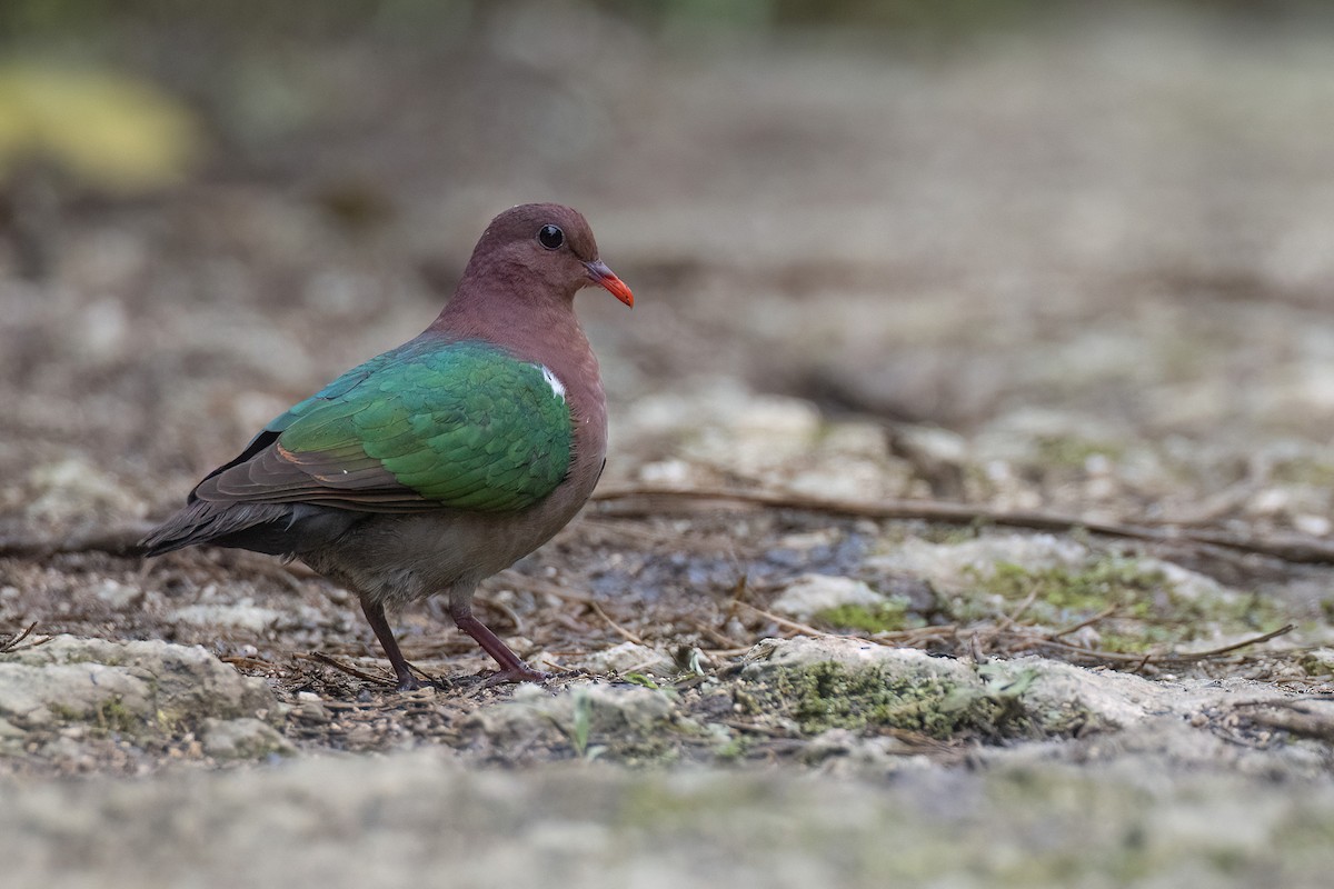 Pacific Emerald Dove - ML605421391