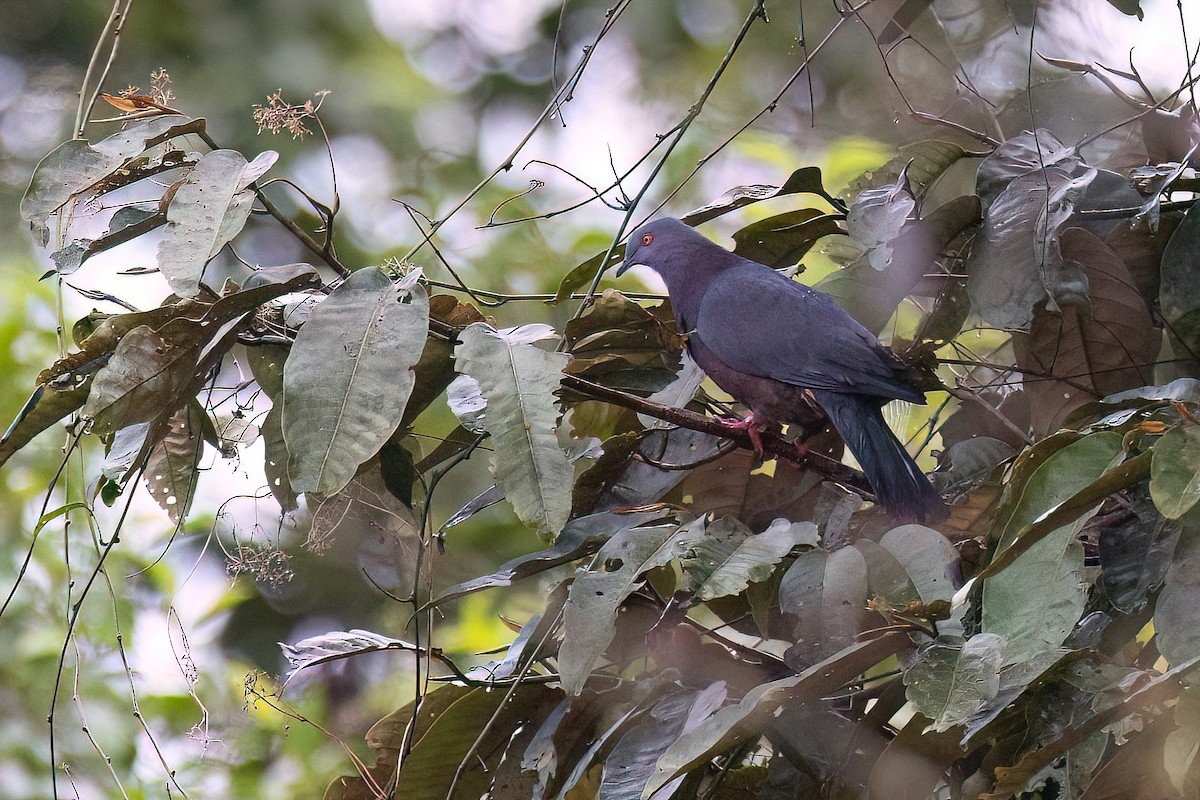 Baker's Imperial-Pigeon - ML605421471