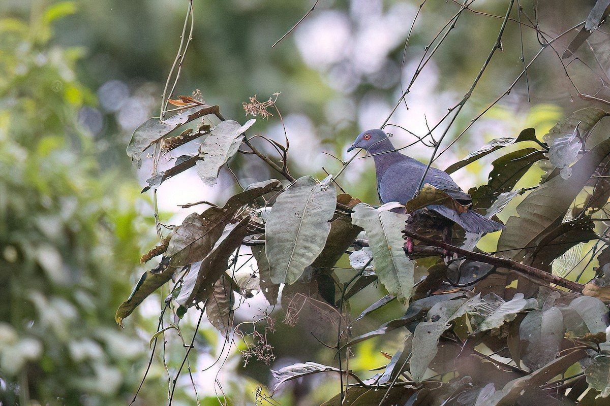 Baker's Imperial-Pigeon - ML605421491