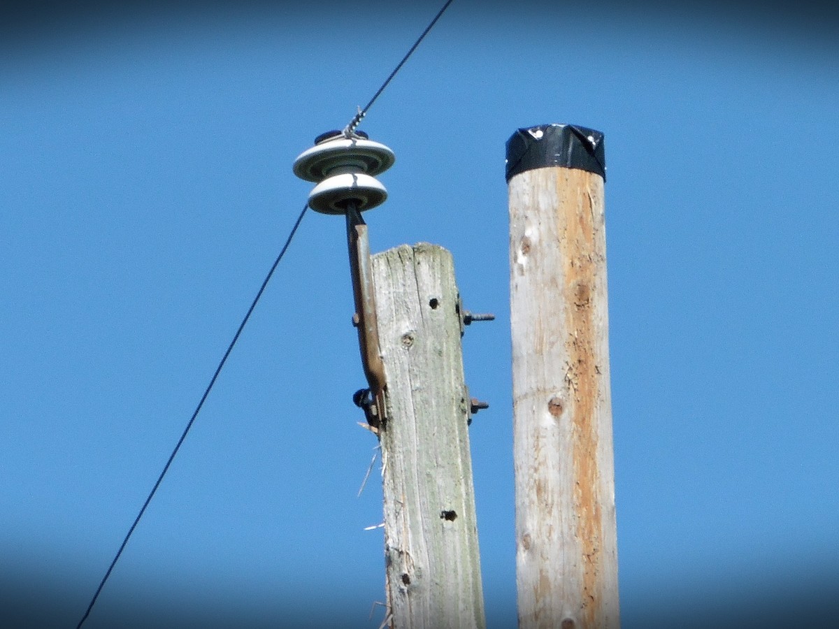 Black-backed Woodpecker - Georgette Larocque