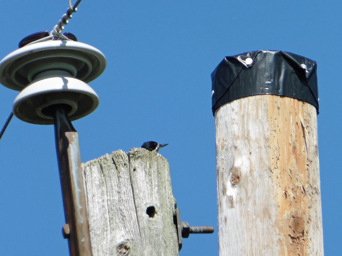 Black-backed Woodpecker - ML605421591