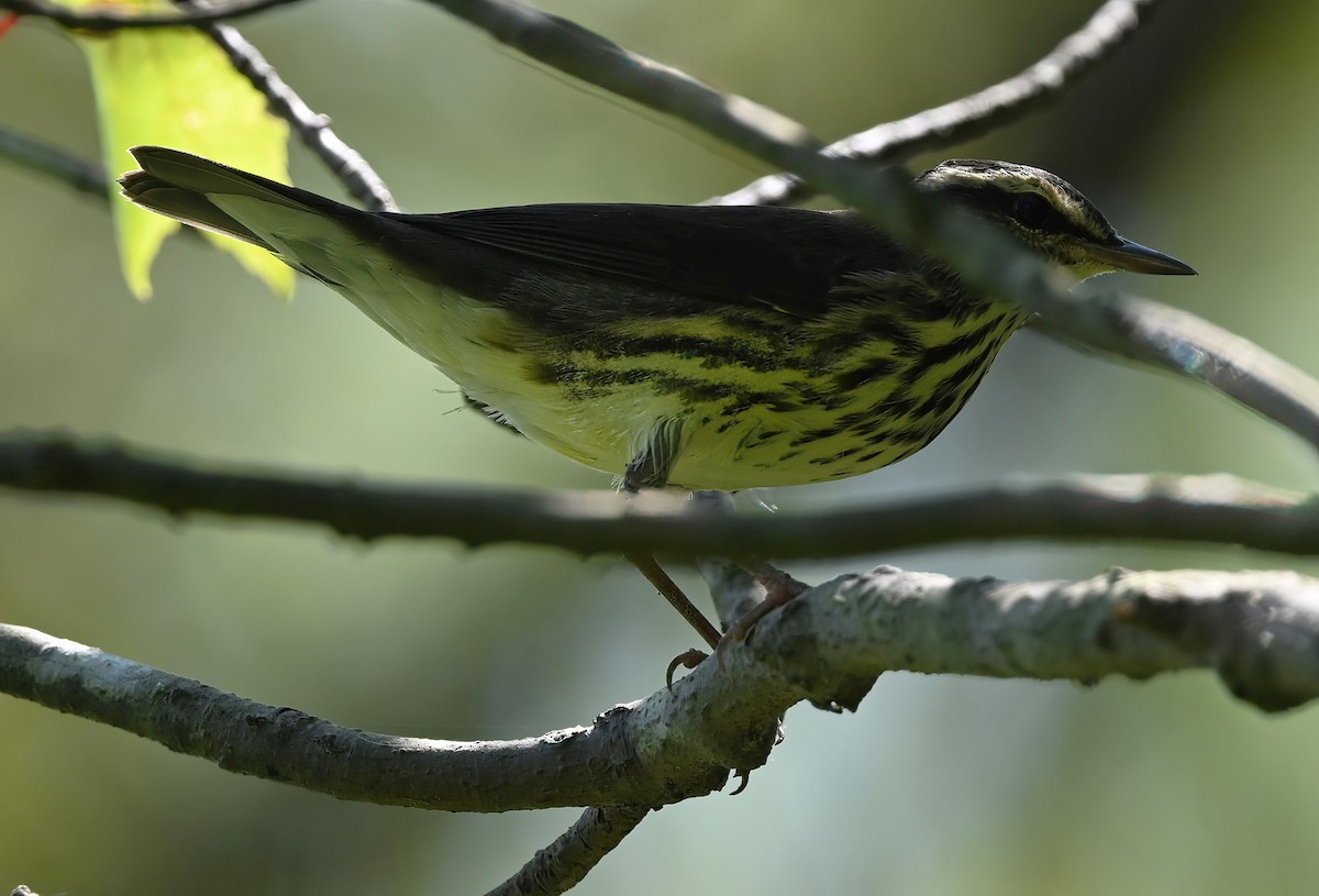 Northern Waterthrush - ML605422001