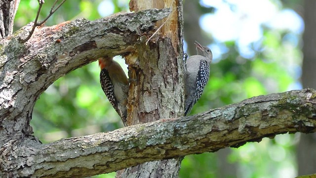 Red-bellied Woodpecker - ML605422141