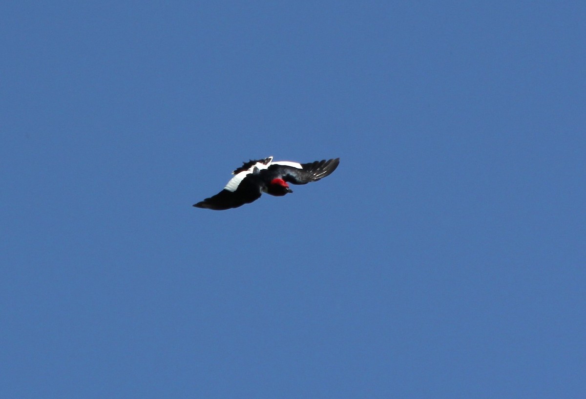 Red-headed Woodpecker - Tim Antanaitis