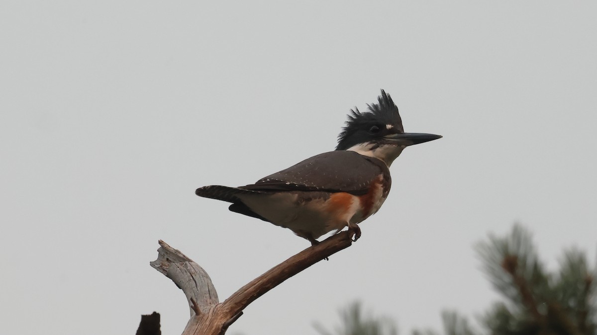 Belted Kingfisher - ML605423451