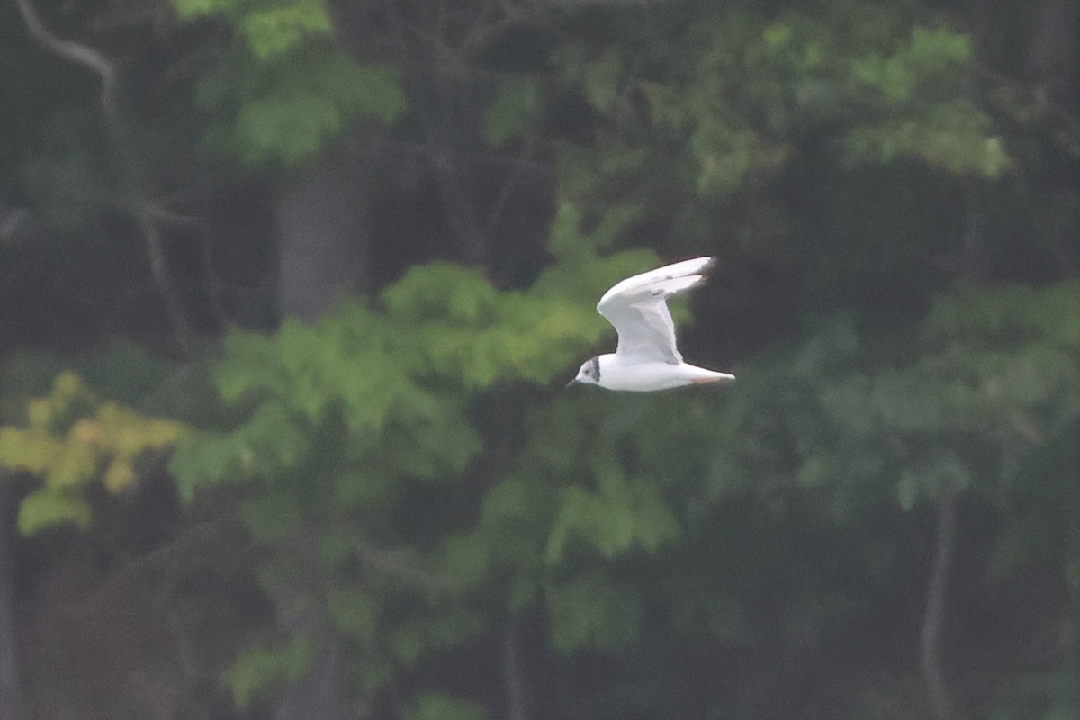 Bonaparte's Gull - ML605424571