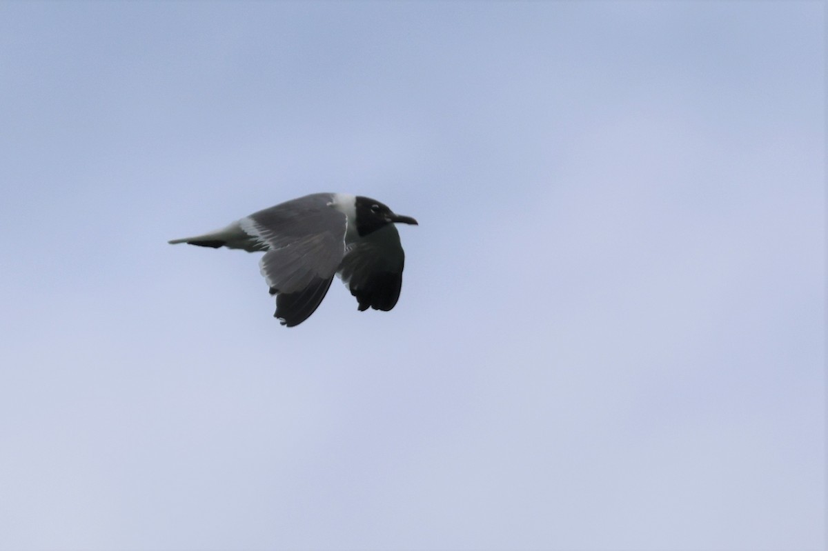 Laughing Gull - ML605424621