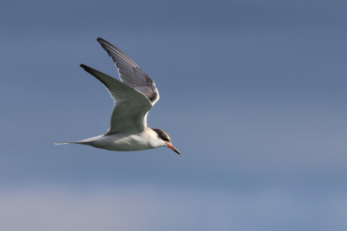 Common Tern - ML605424651