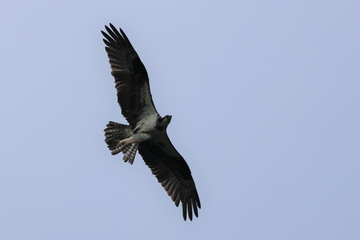Osprey - ML605424761