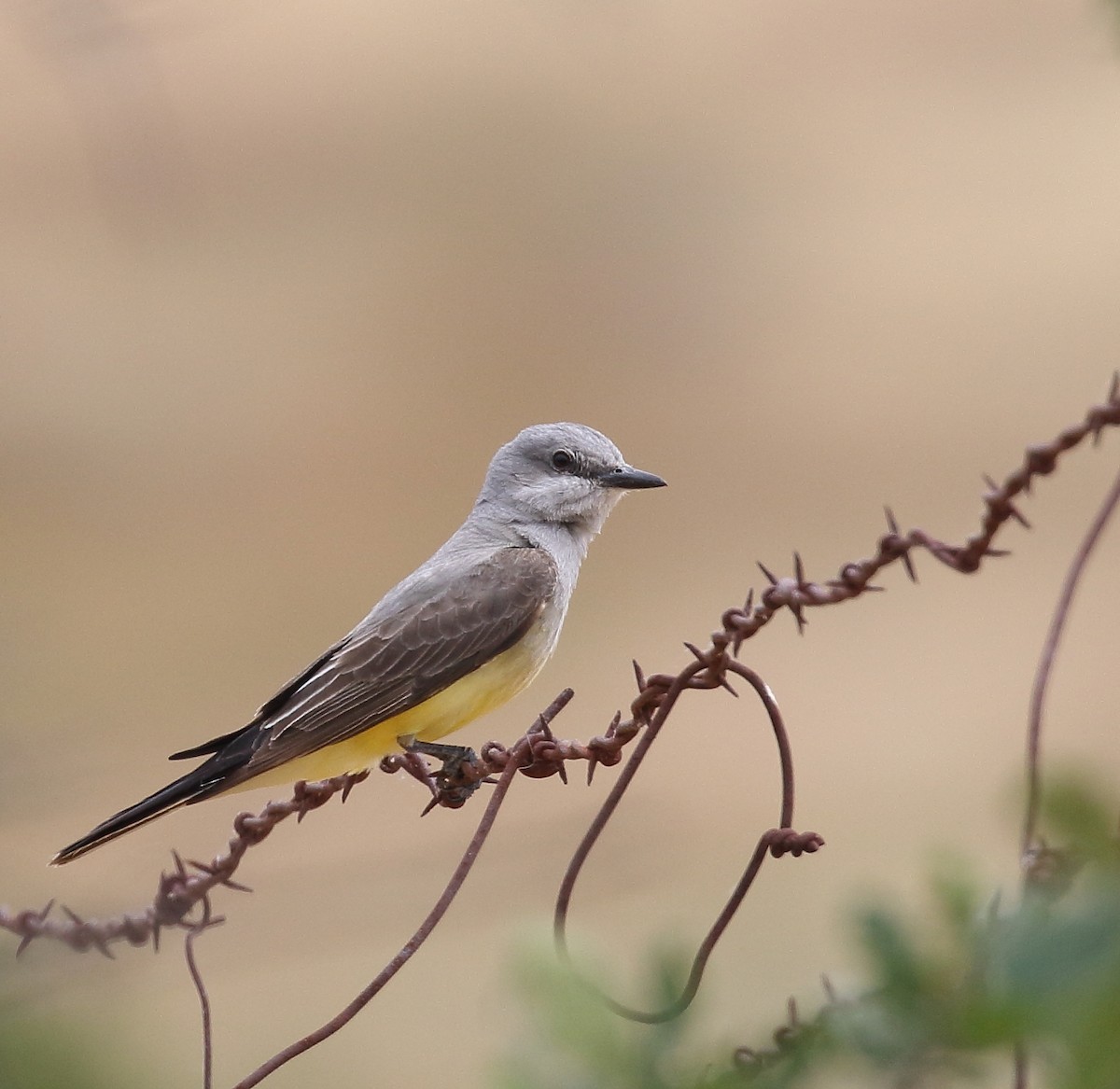 Western Kingbird - ML60542481