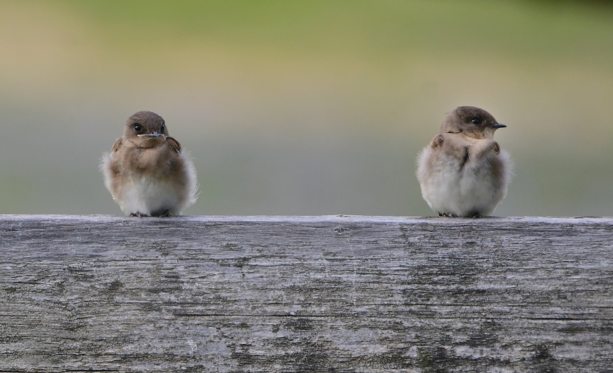 Northern Rough-winged Swallow - ML605424861