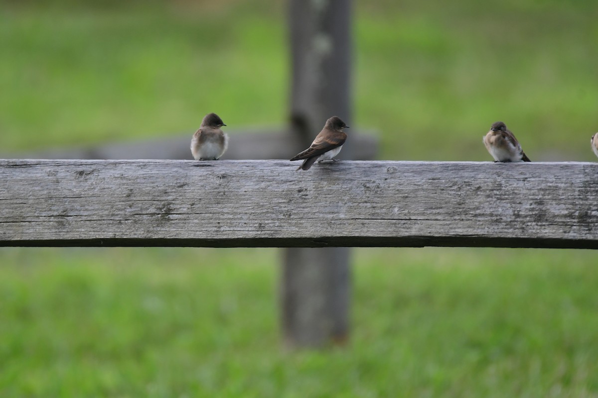 Hirondelle à ailes hérissées - ML605424891